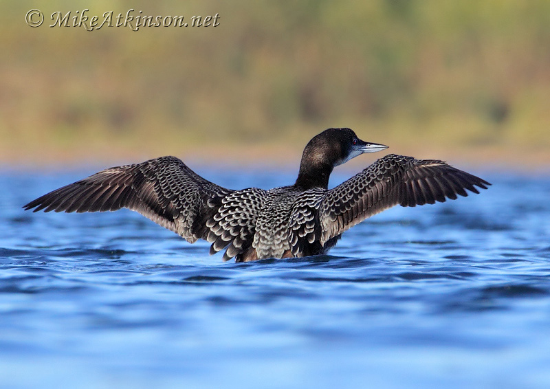 Great Northern Diver