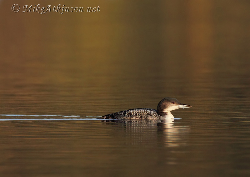Great Northern Diver