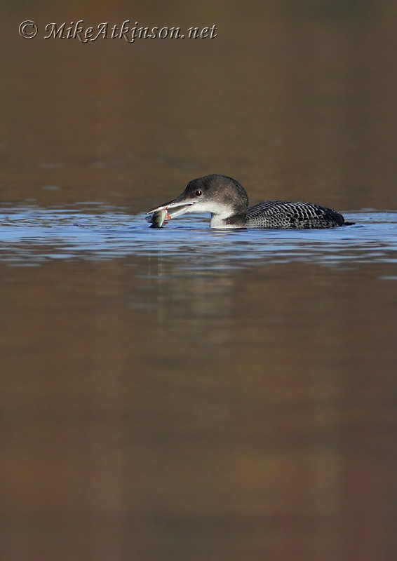 Great Northern Diver