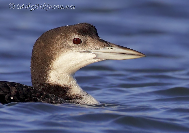 Great Northern Diver