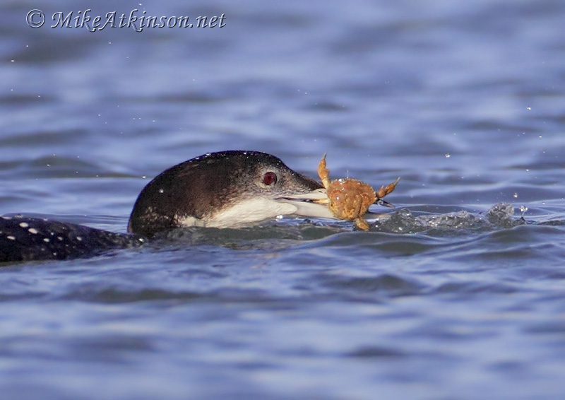 Great Northern Diver