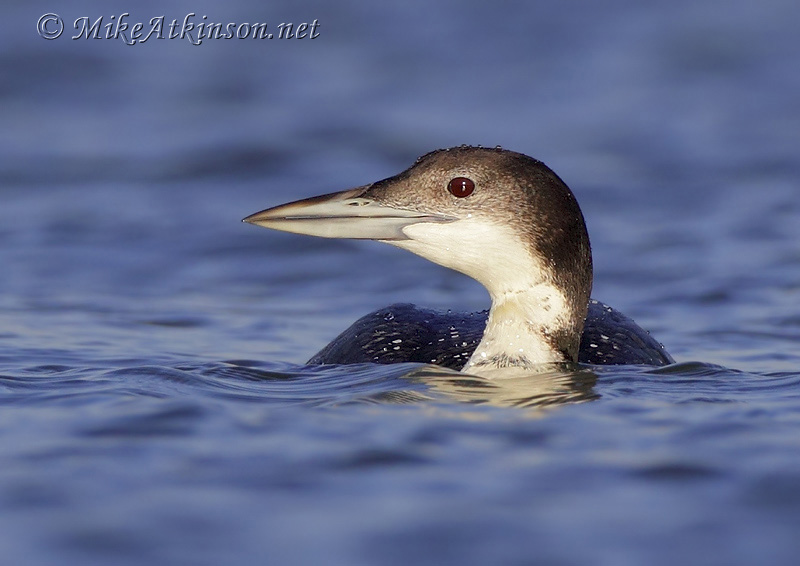 Great Northern Diver