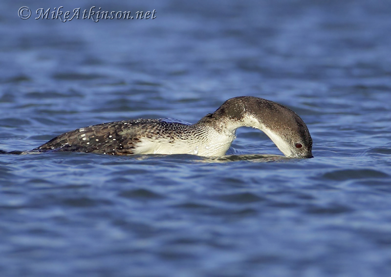 Great Northern Diver