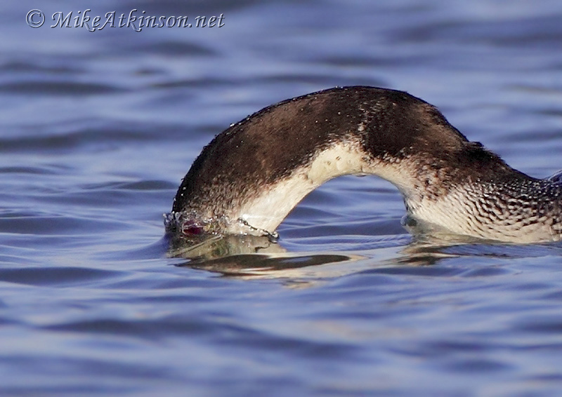 Great Northern Diver