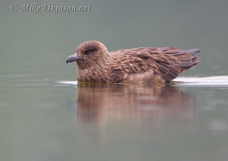 Great Skua