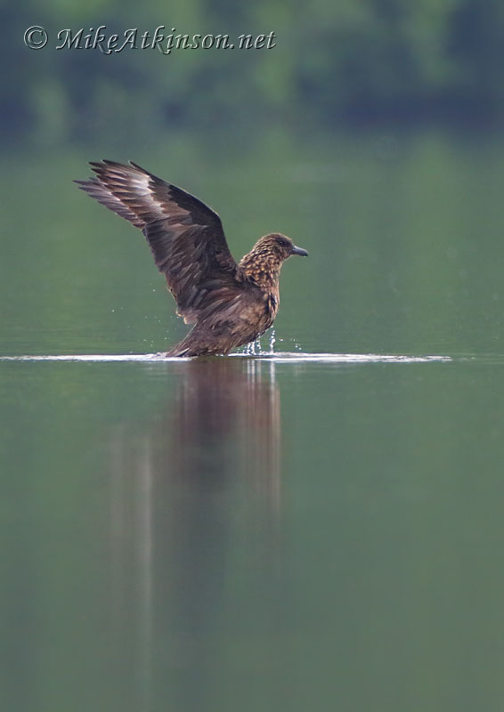 Great Skua