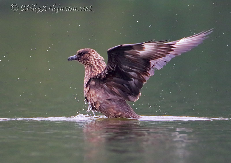 Great Skua