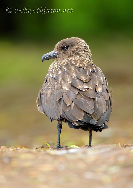 Great Skua