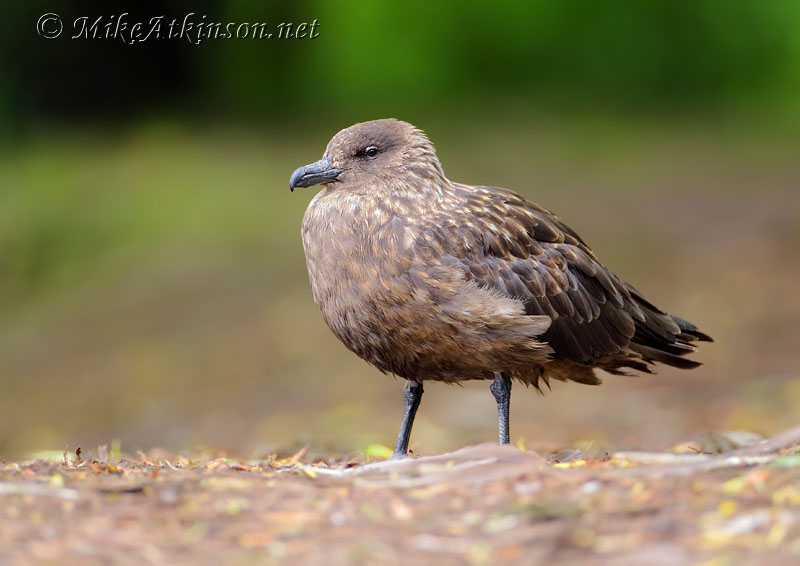 Great Skua