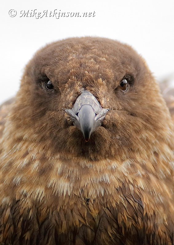 Great Skua