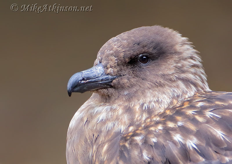 Great Skua