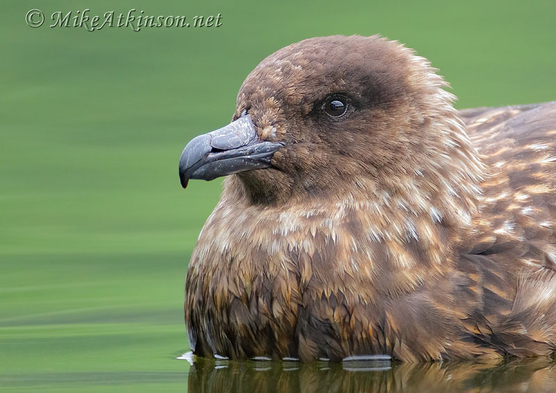 Great Skua