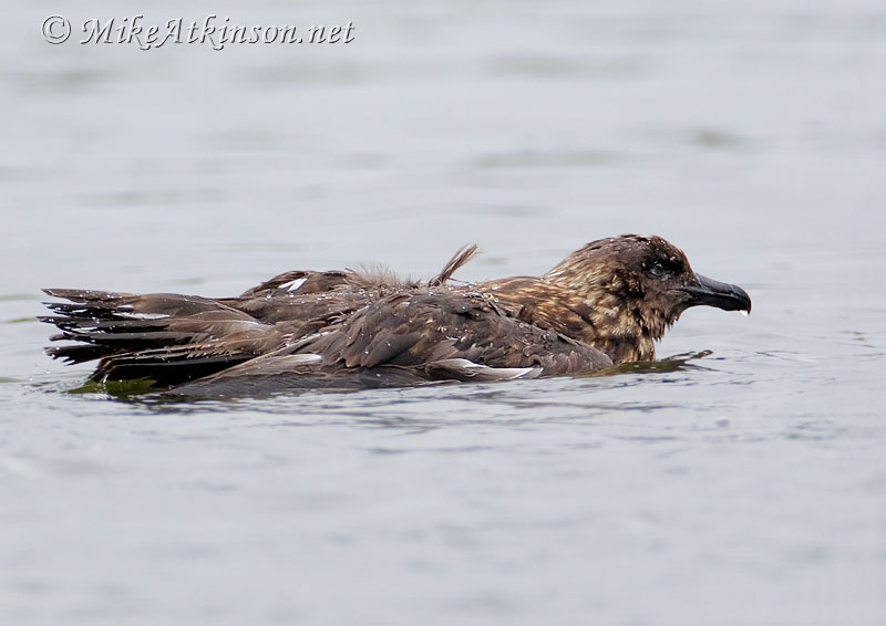 Great Skua