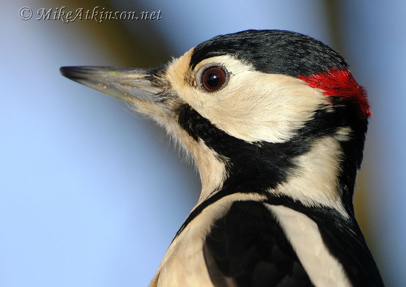 Great Spotted Woodpecker