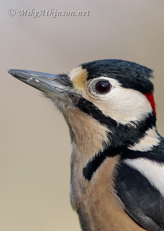 Great Spotted Woodpecker