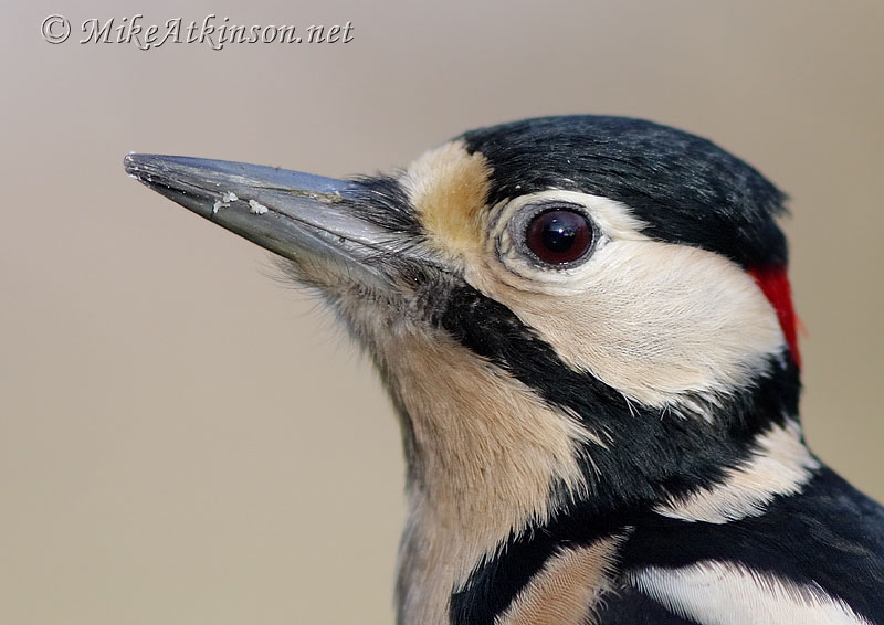 Great Spotted Woodpecker