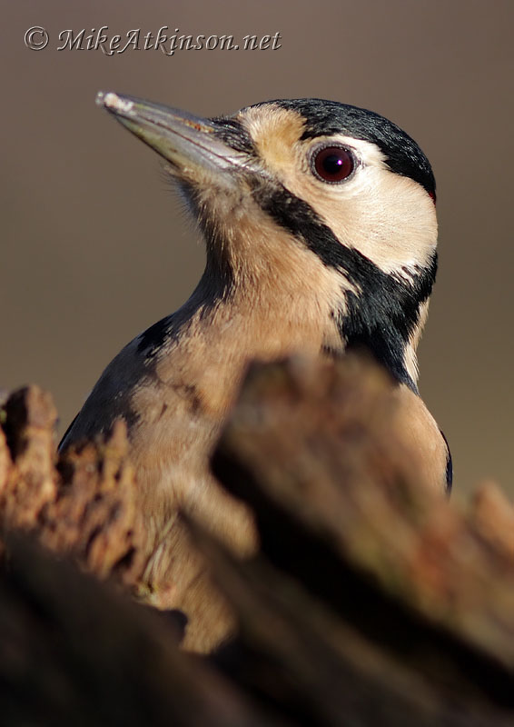 Great Spotted Woodpecker