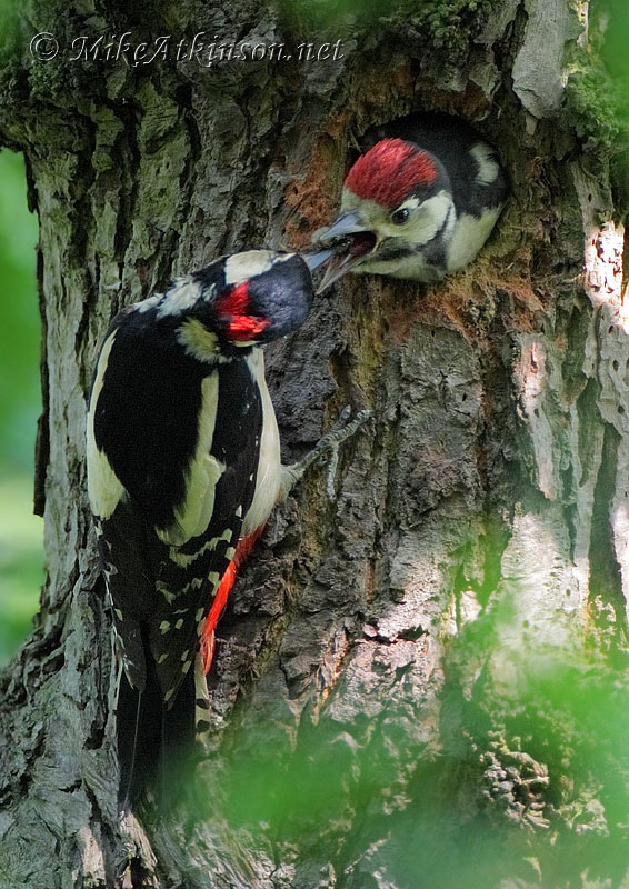 Great Spotted Woodpecker