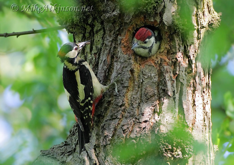 Great Spotted Woodpecker
