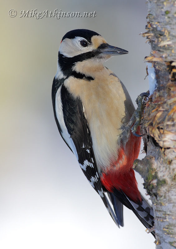 Great Spotted Woodpecker