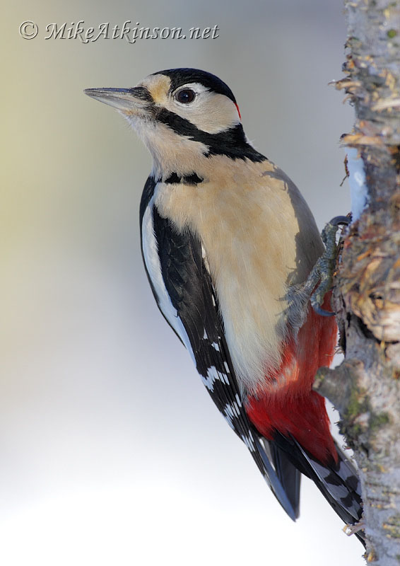 Great Spotted Woodpecker