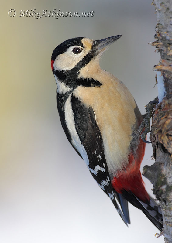 Great Spotted Woodpecker