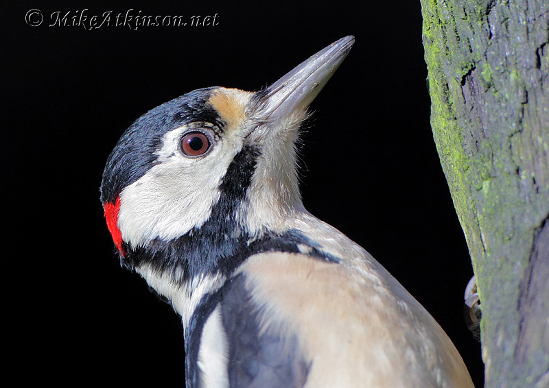 Great Spotted Woodpecker