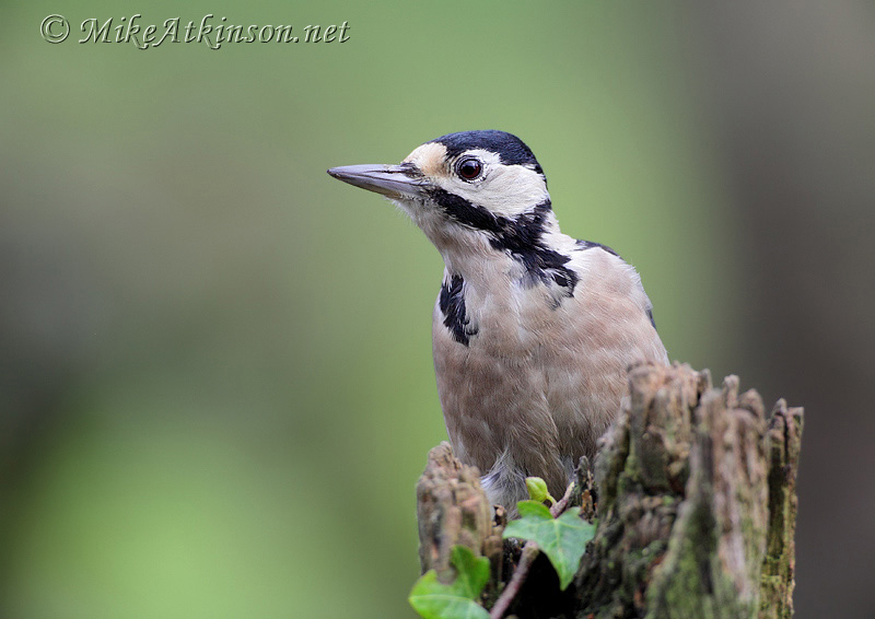 Great Spotted Woodpecker