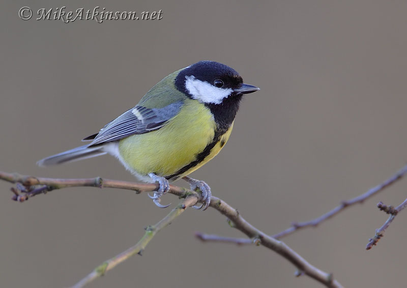 Great Tit