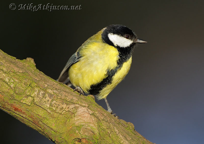 Great Tit