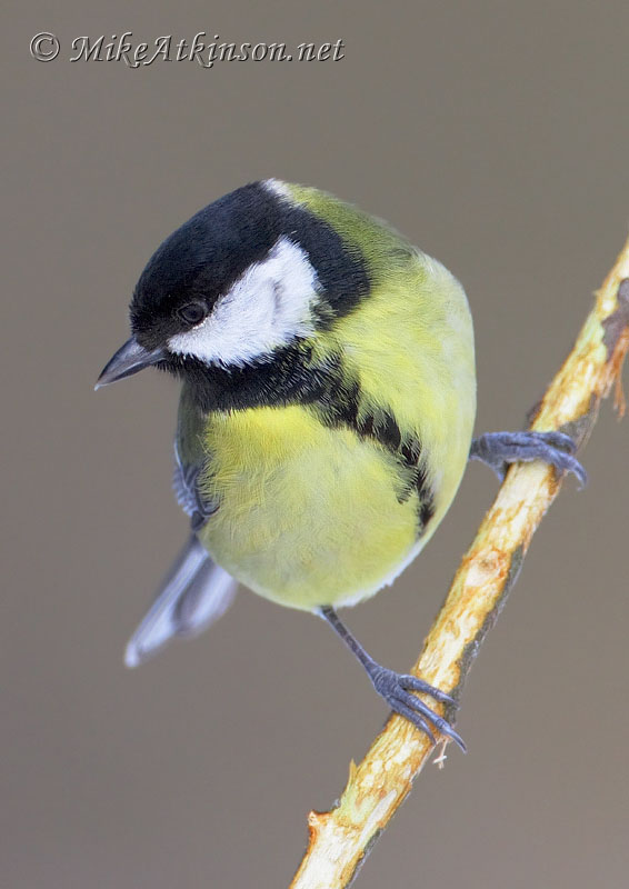 Great Tit