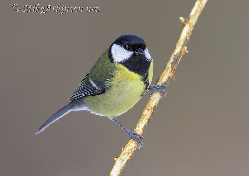 Great Tit