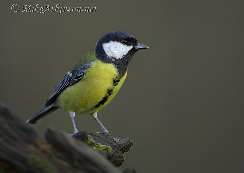 Great Tit