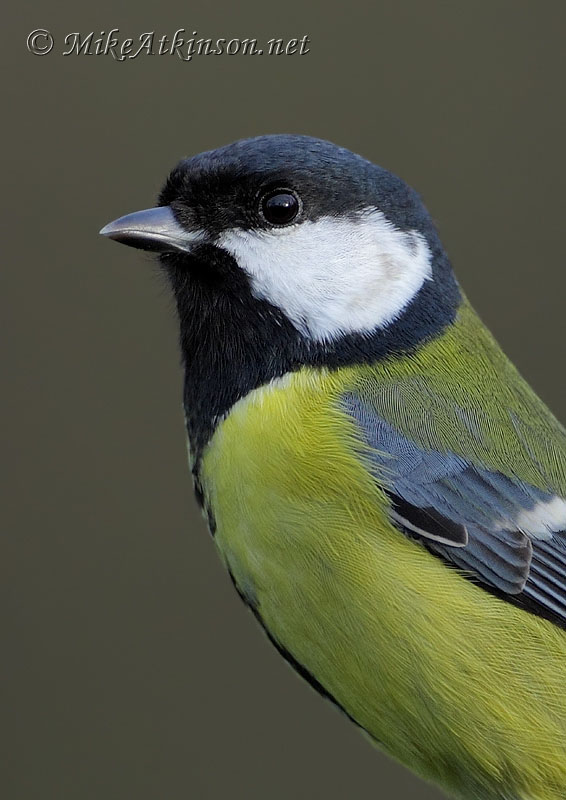 Great Tit