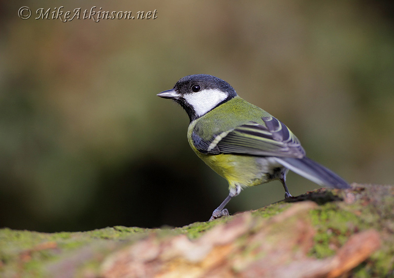 Great Tit