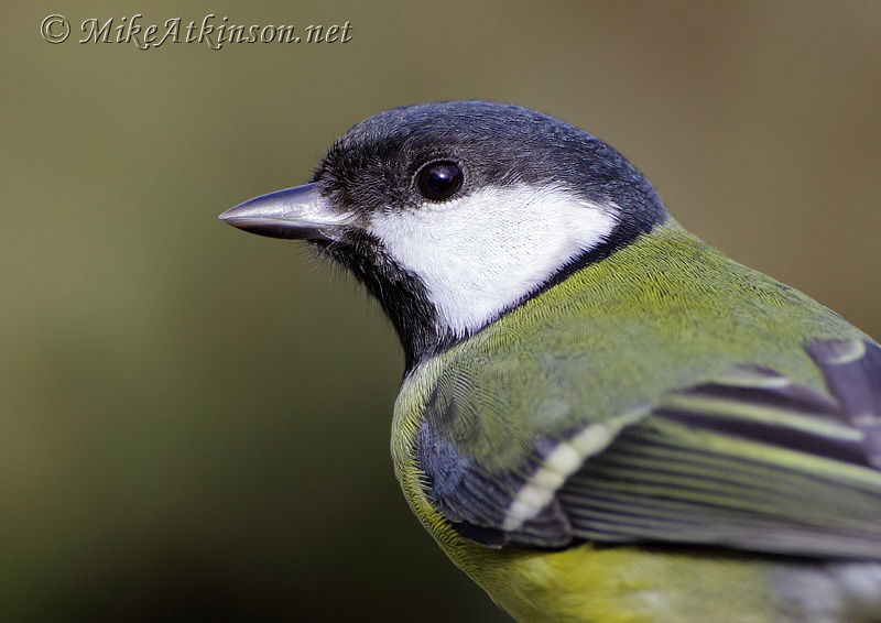 Great Tit