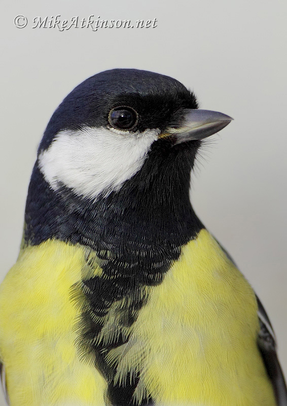 Great Tit