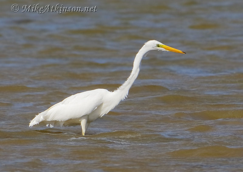 Great White Egret