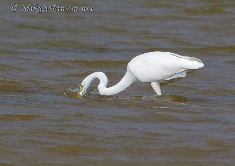 Great White Egret