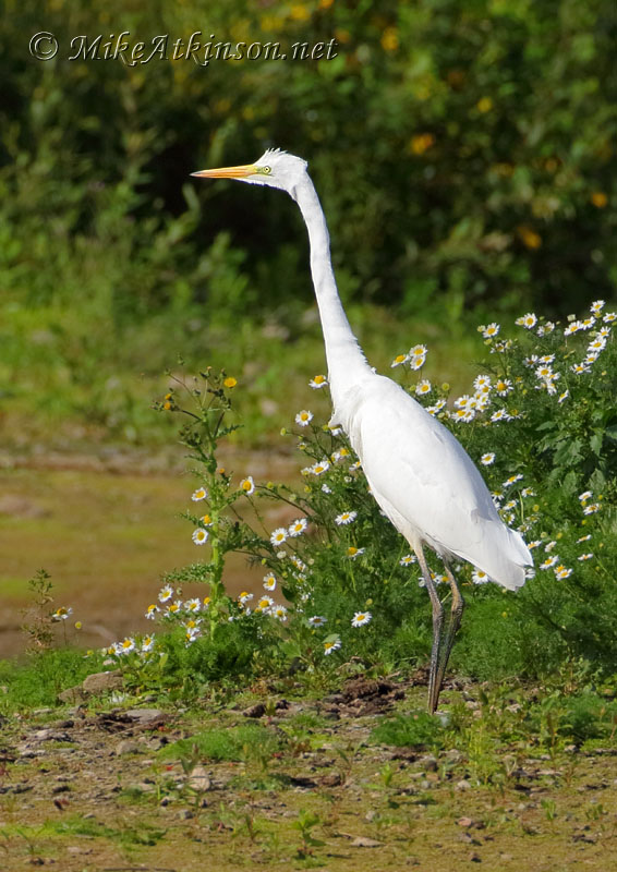 Great White Egret