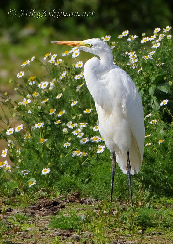 Great White Egret