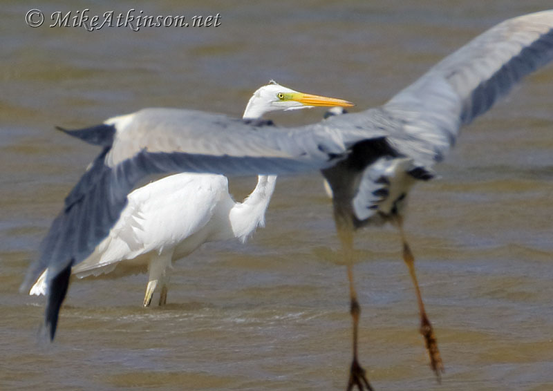 Great White Egret