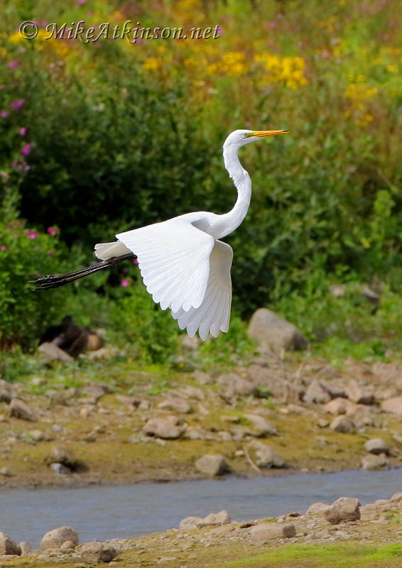 Great White Egret