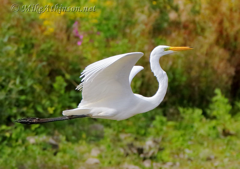 Great White Egret