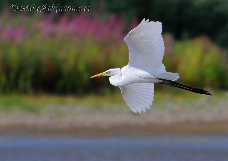Great White Egret