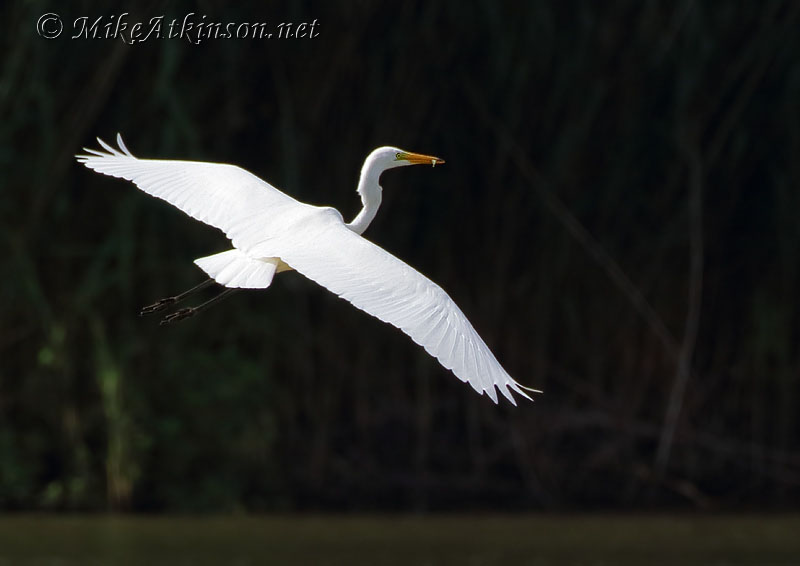 Great White Egret