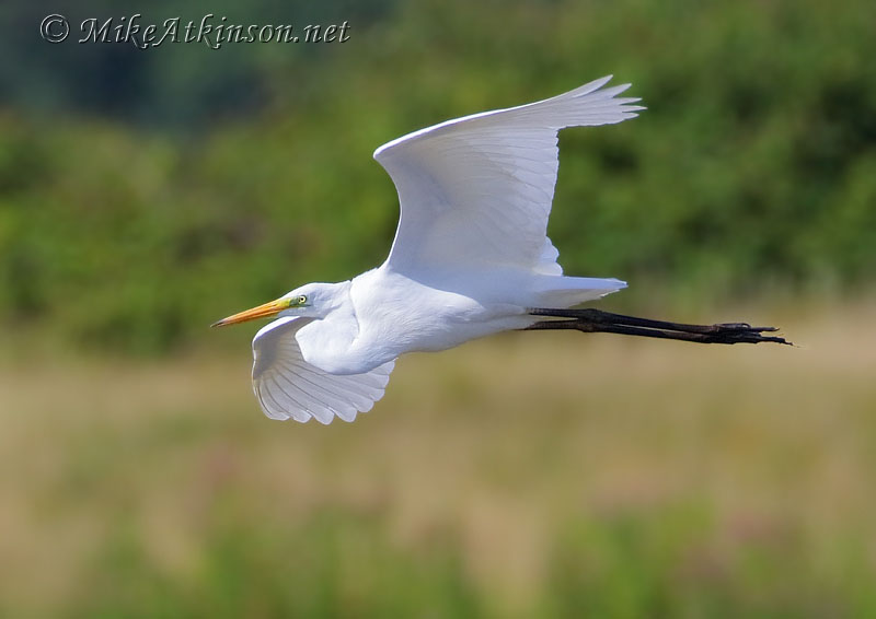 Great White Egret