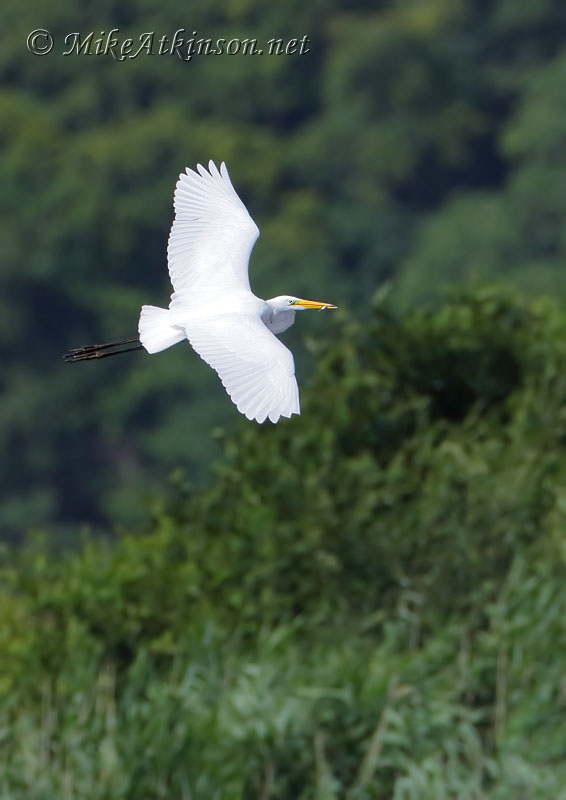 Great White Egret