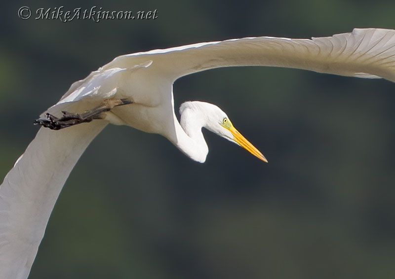 Great White Egret