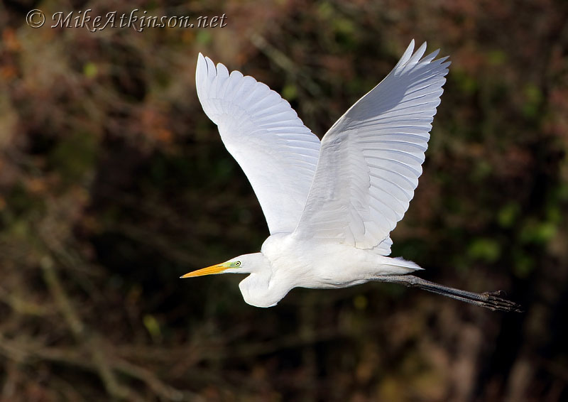Great White Egret